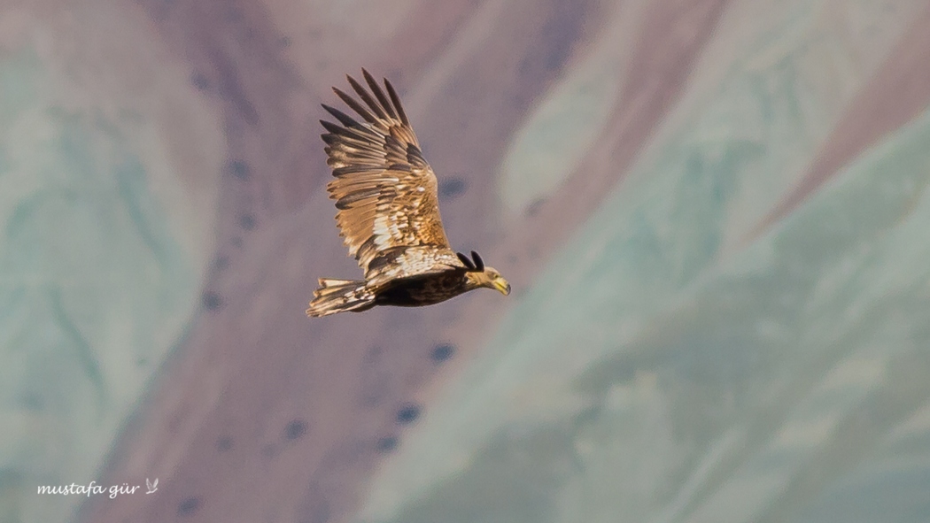 White-tailed Eagle