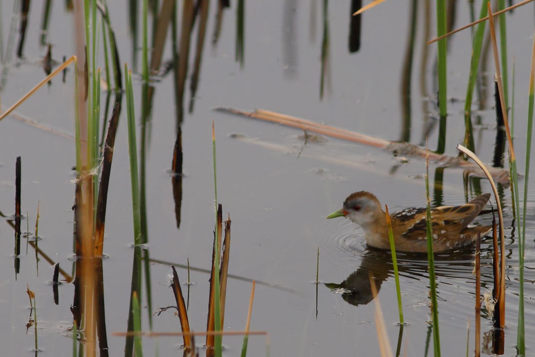 Little Crake