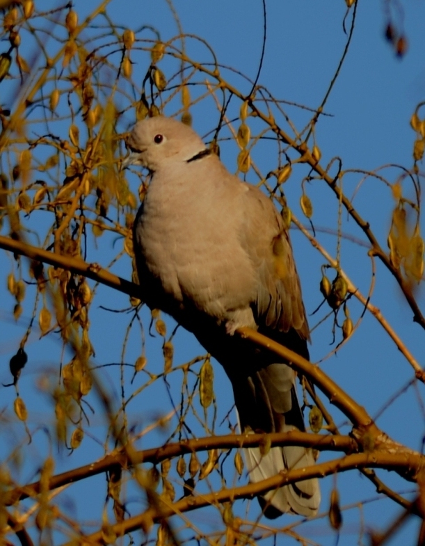 Eurasian Collared Dove
