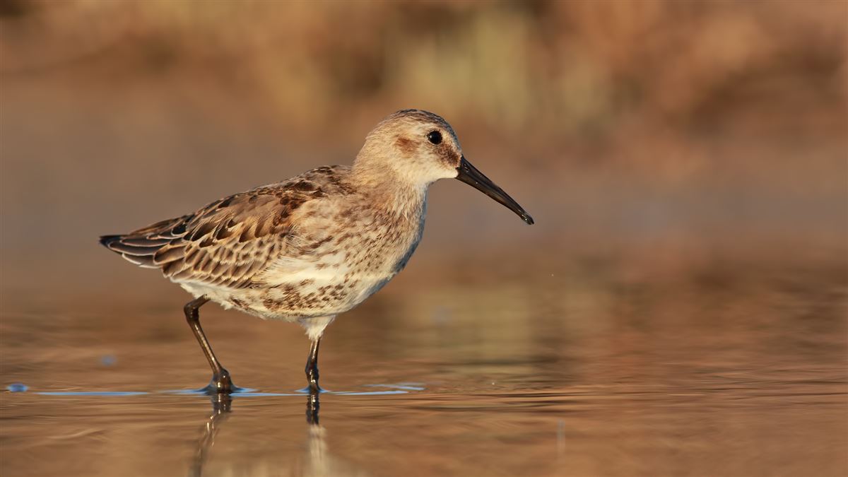 Dunlin