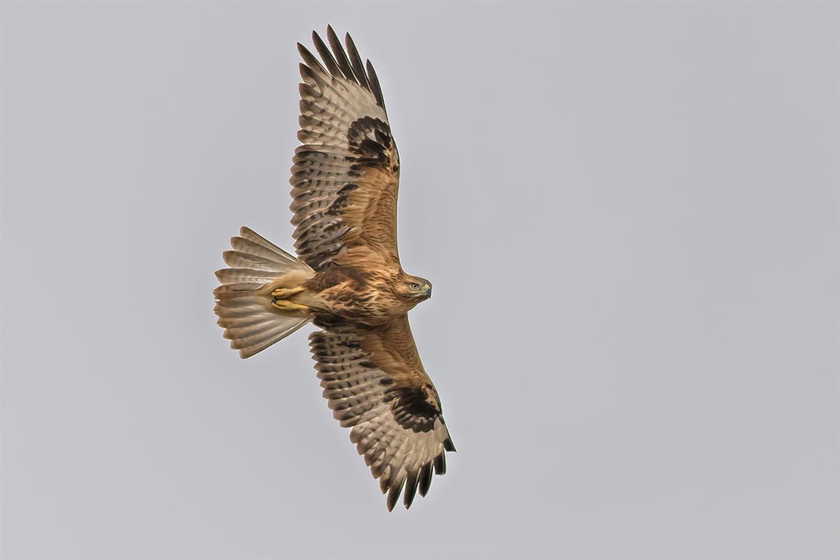 Long-legged Buzzard