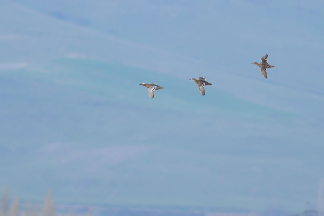 Garganey