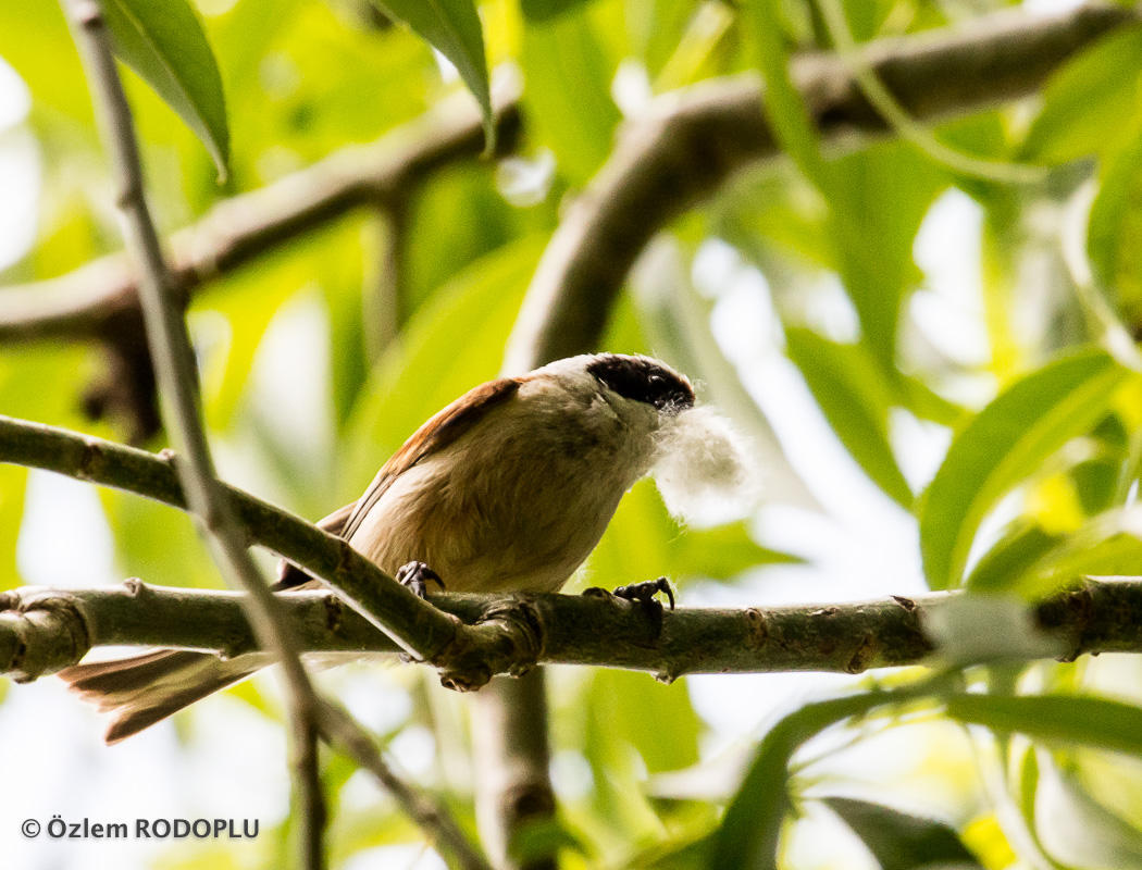 Eurasian Penduline Tit