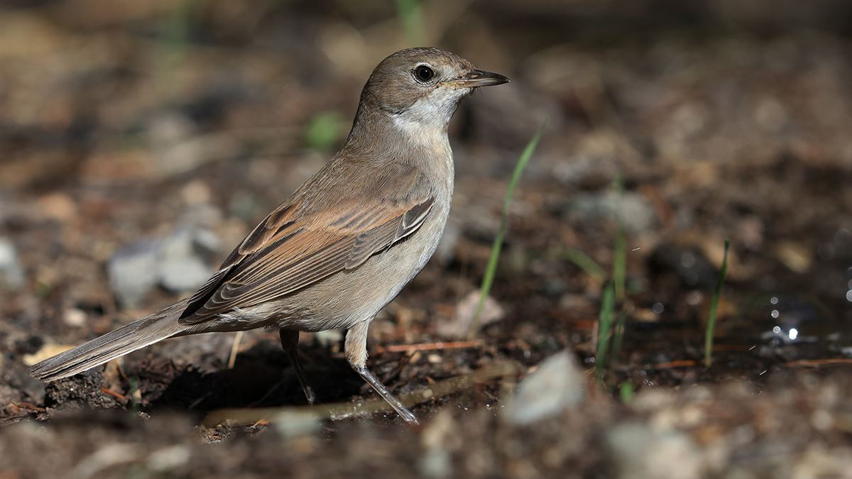 Common Whitethroat