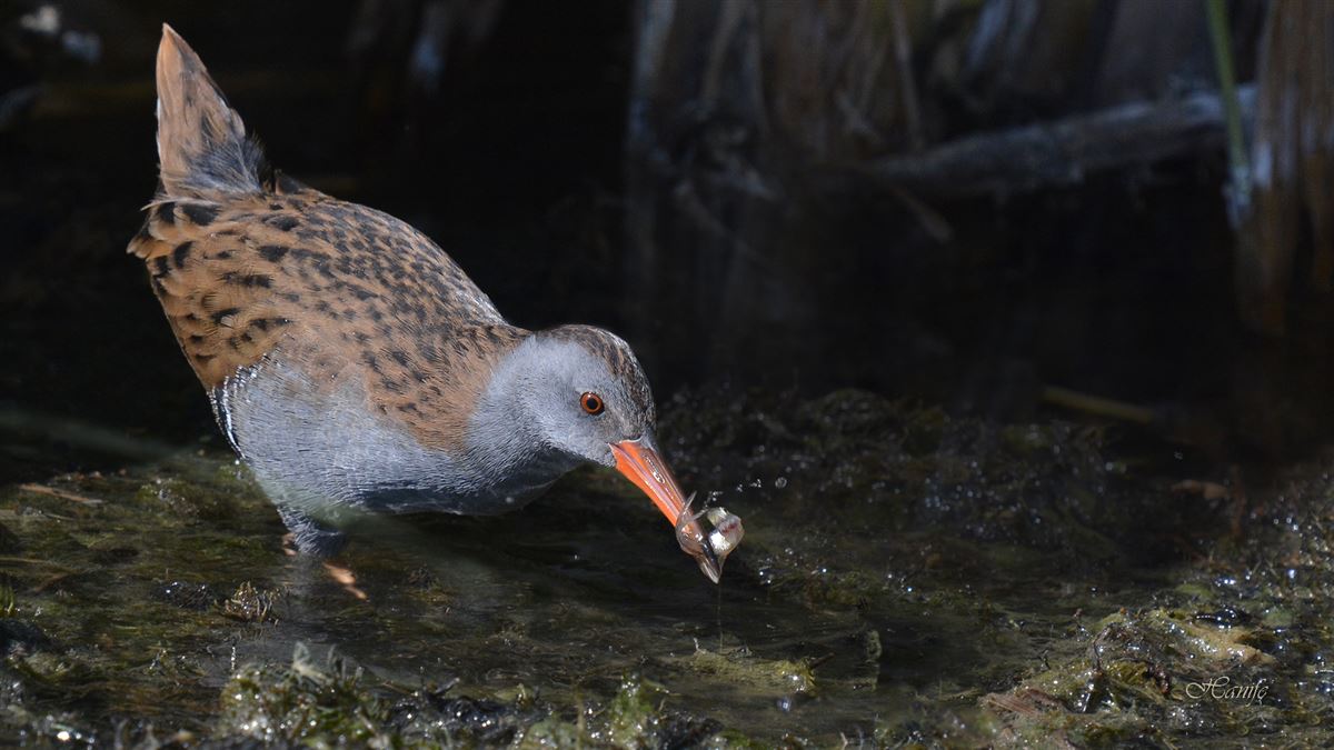 Water Rail