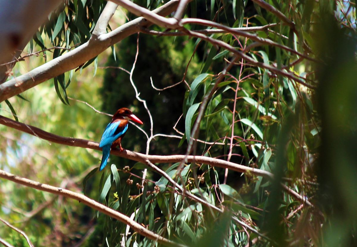 White-throated Kingfisher