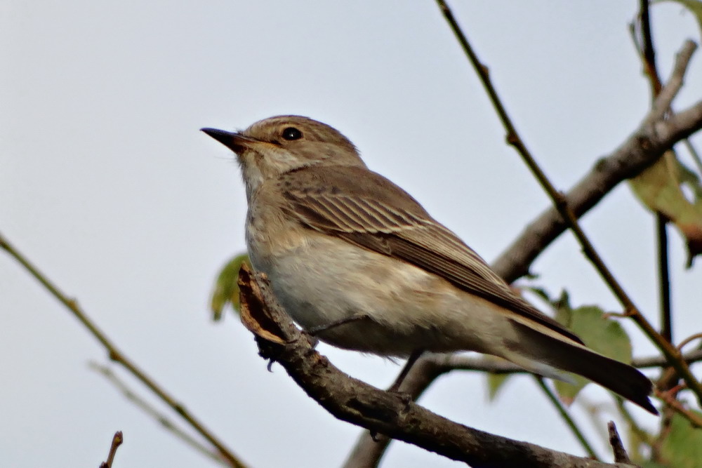 Spotted Flycatcher