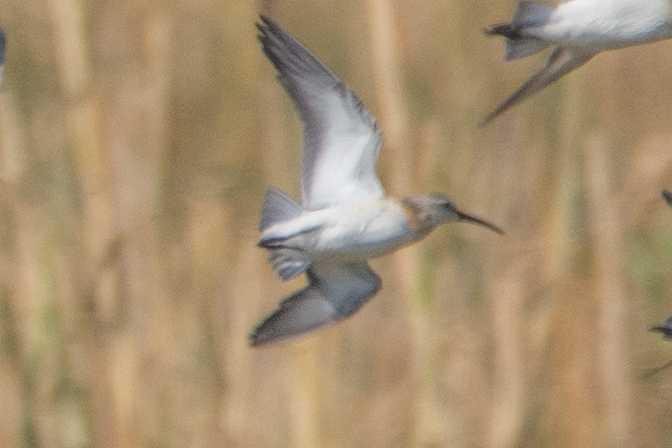 Curlew Sandpiper