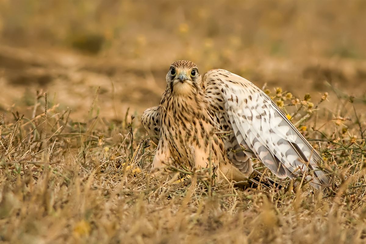 Common Kestrel