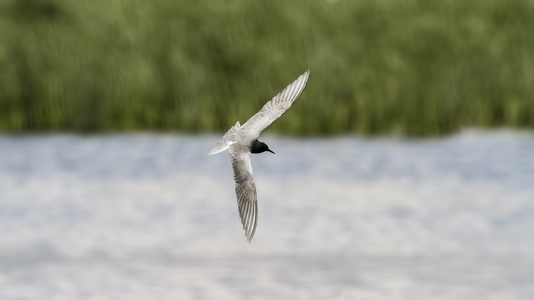 Black Tern