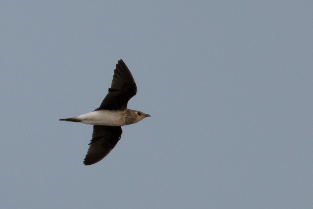 Black-winged Pratincole