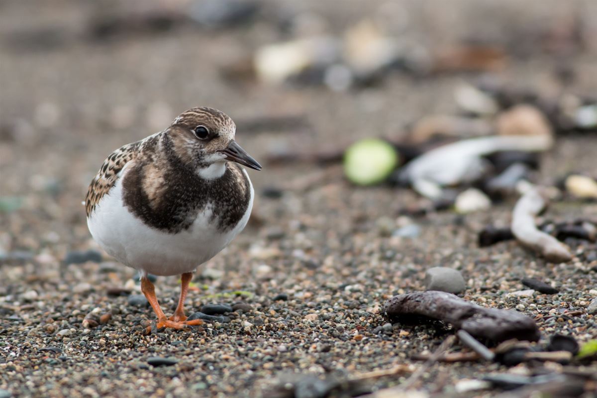 Ruddy Turnstone