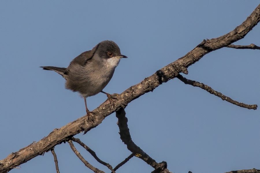Sardinian Warbler