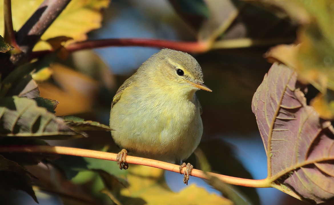 Willow Warbler