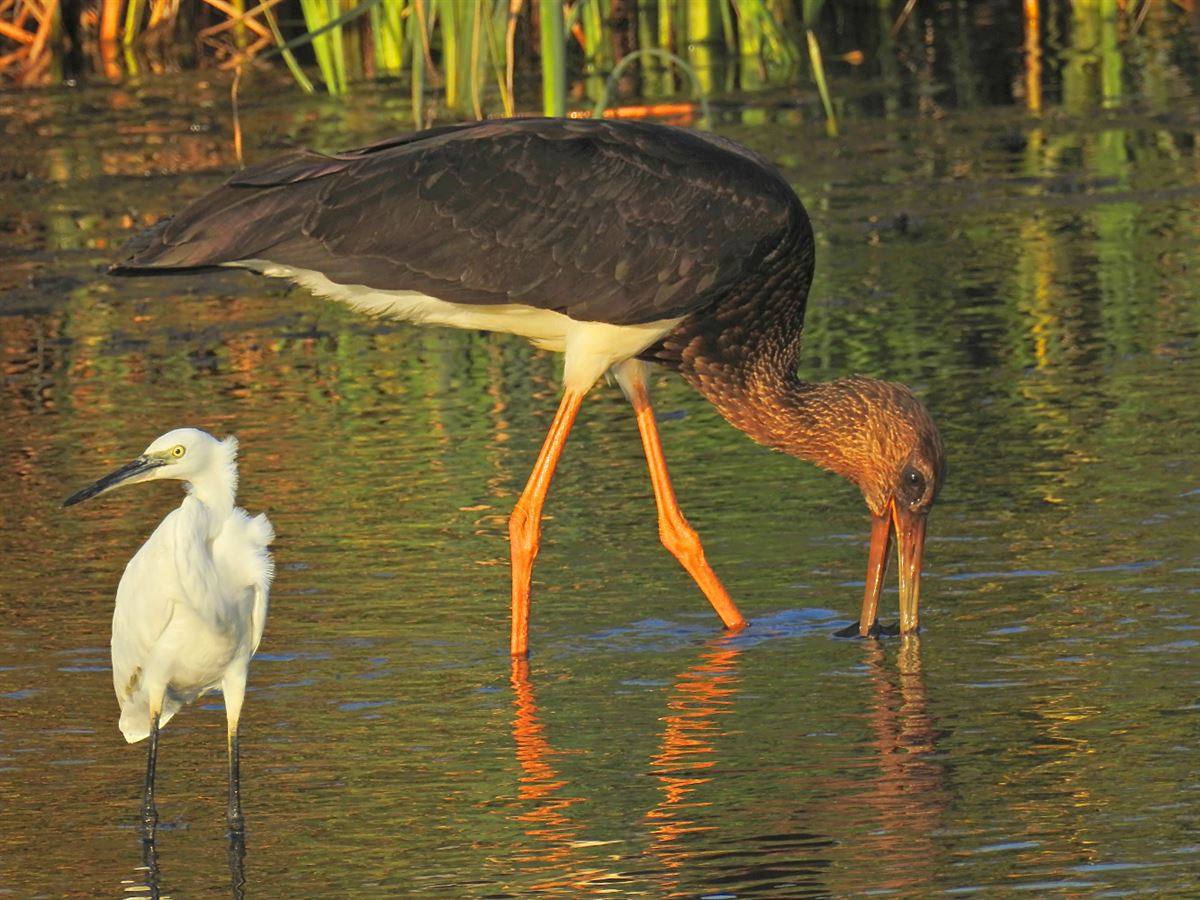 Black Stork