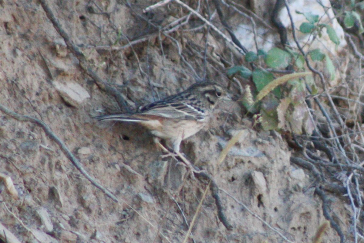 Rock Bunting