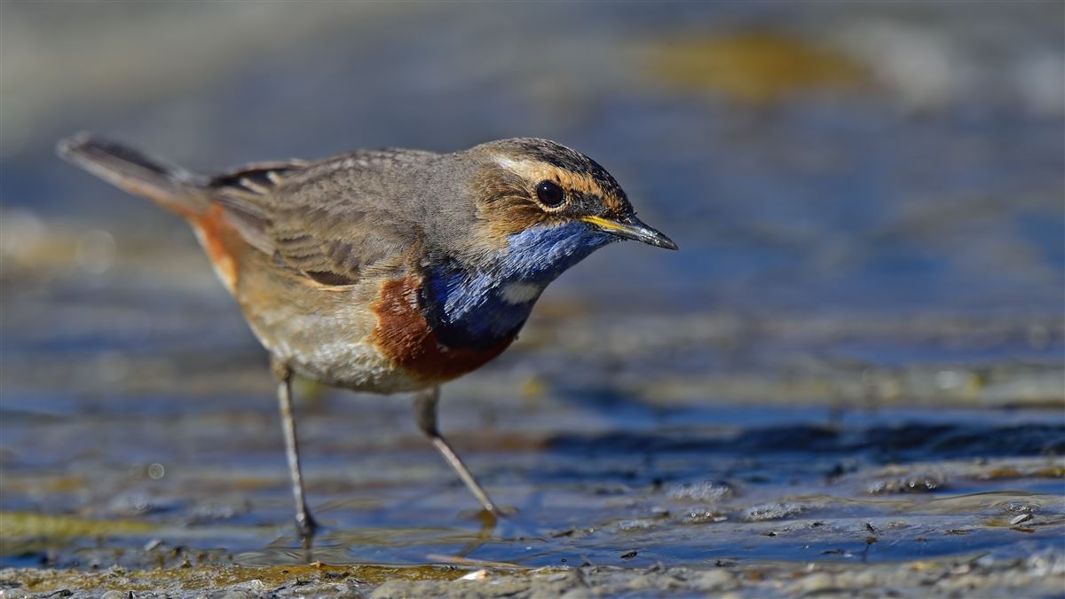 Bluethroat