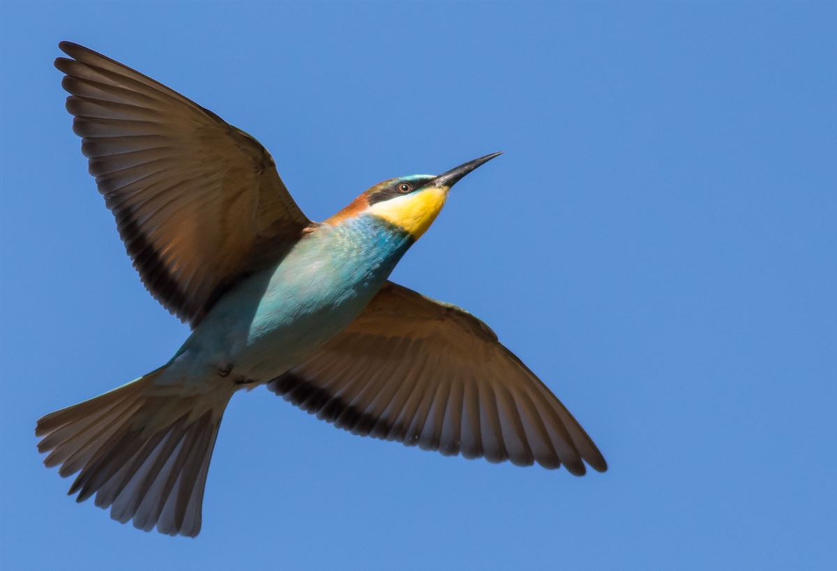 European Bee-eater
