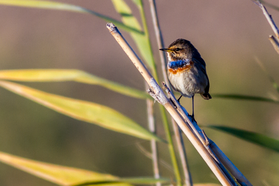 Bluethroat