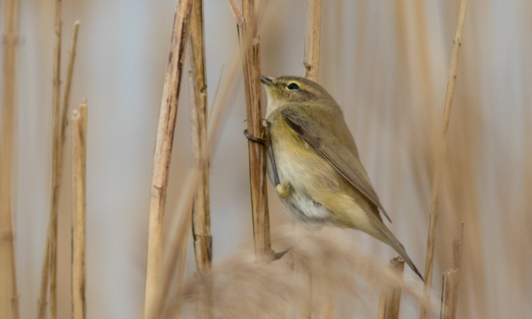 Common Chiffchaff