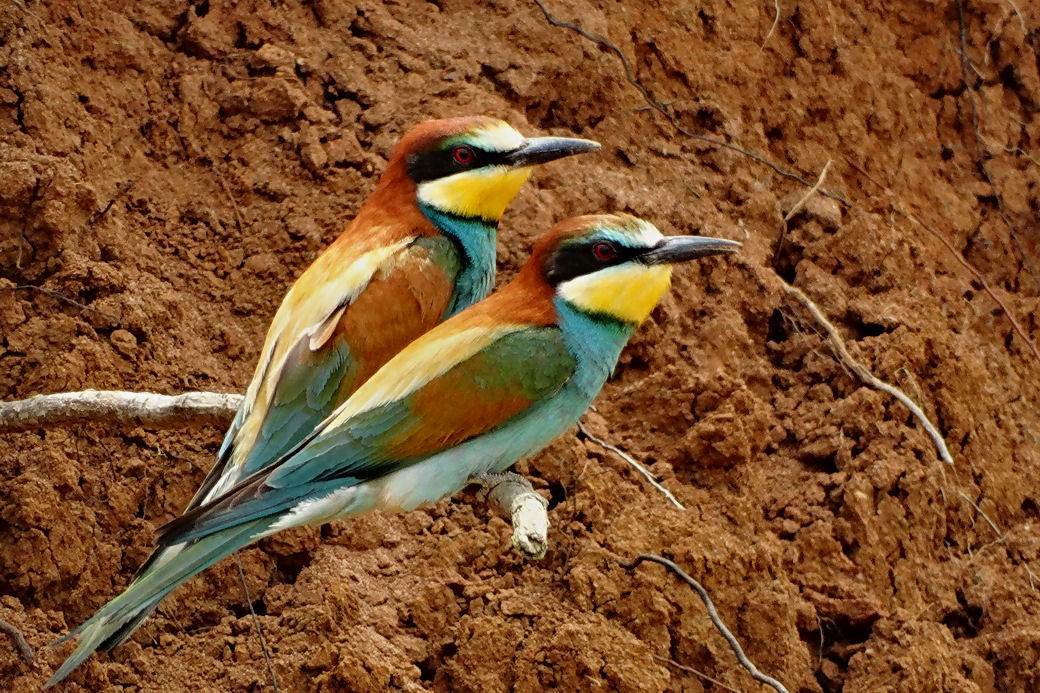 European Bee-eater