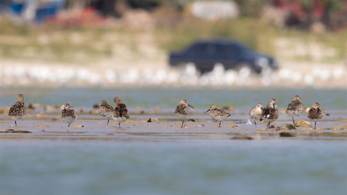 Dunlin