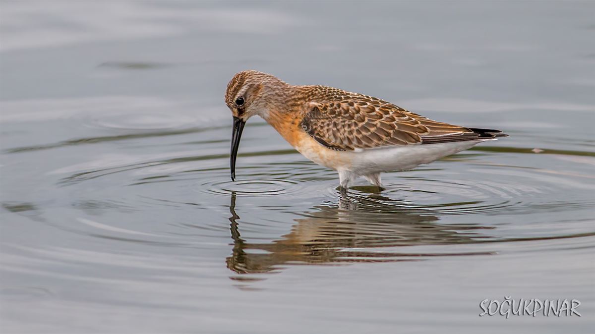Curlew Sandpiper