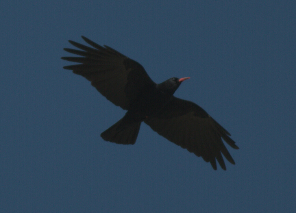 Red-billed Chough