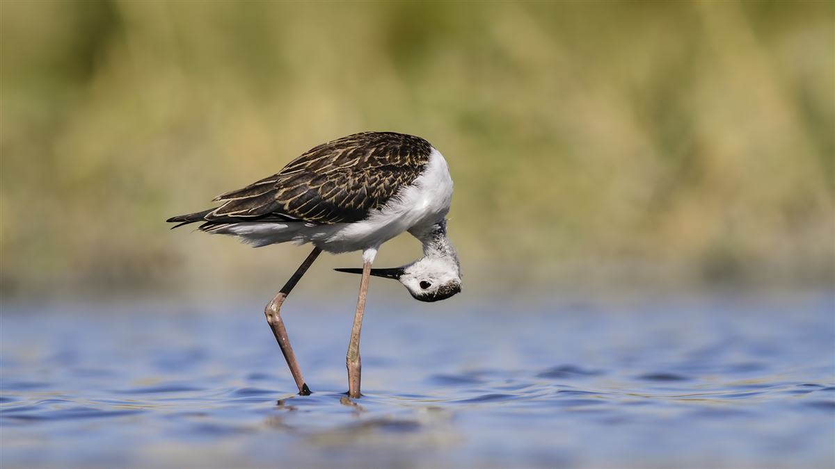 Black-winged Stilt