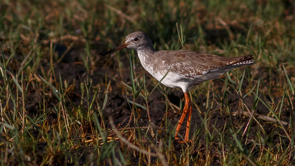 Common Redshank