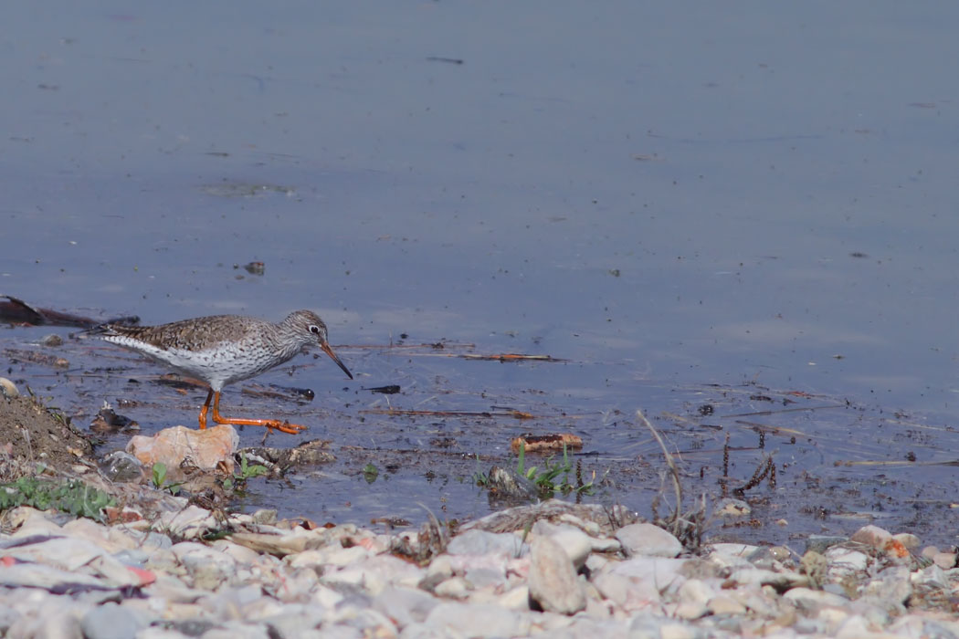 Common Redshank