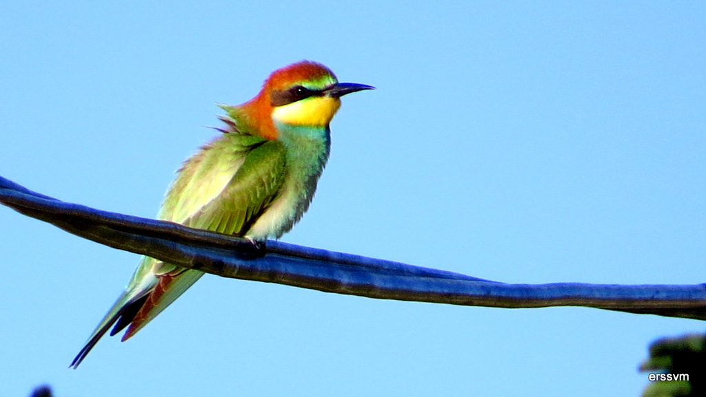 European Bee-eater