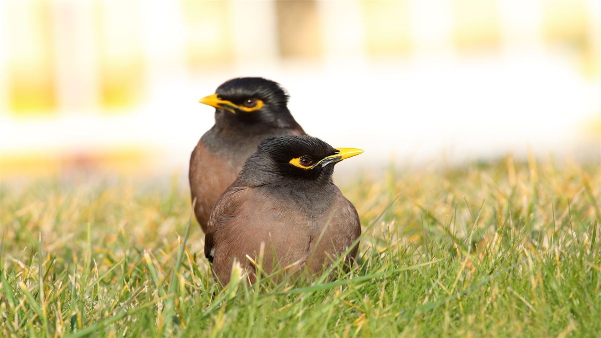 Common Myna