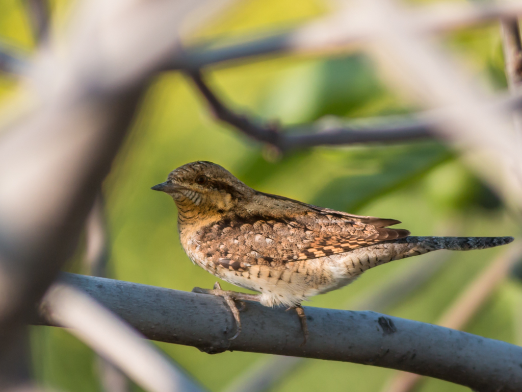 Eurasian Wryneck