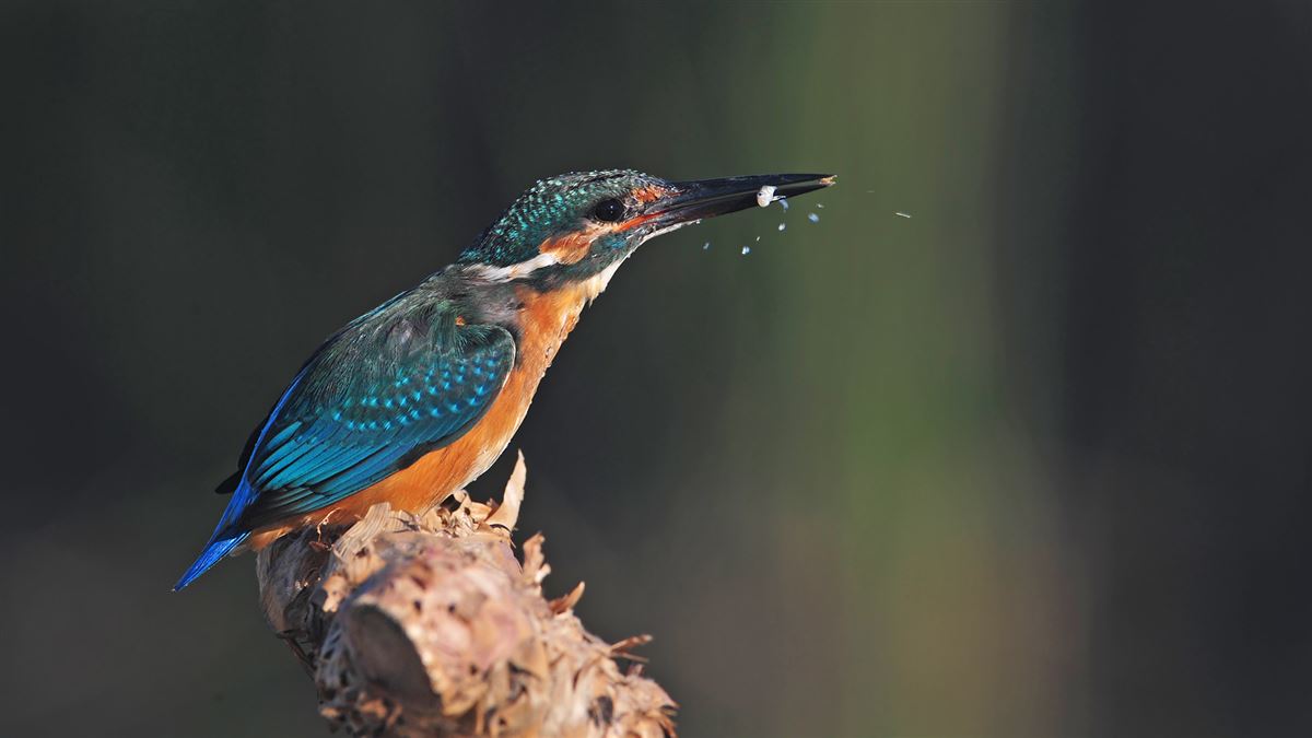 Common Kingfisher
