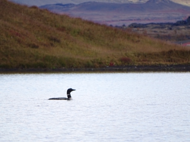 Common Loon