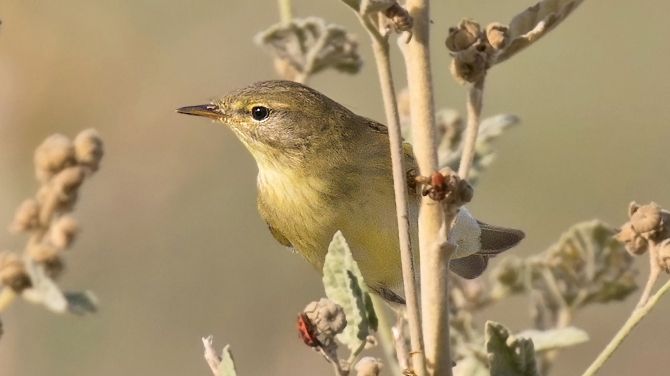 Willow Warbler