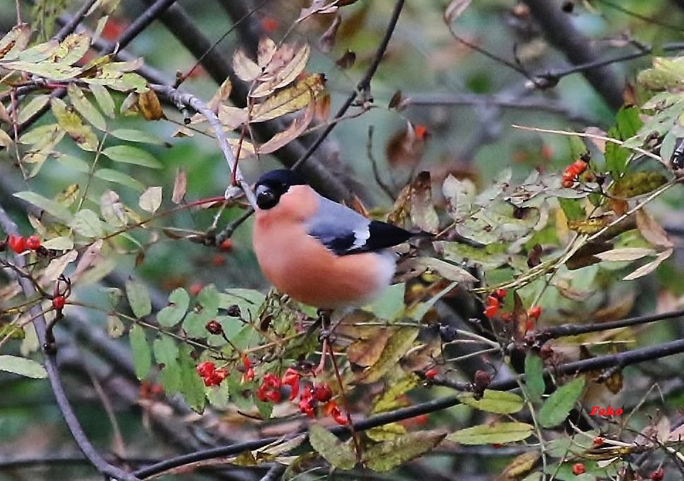 Eurasian Bullfinch