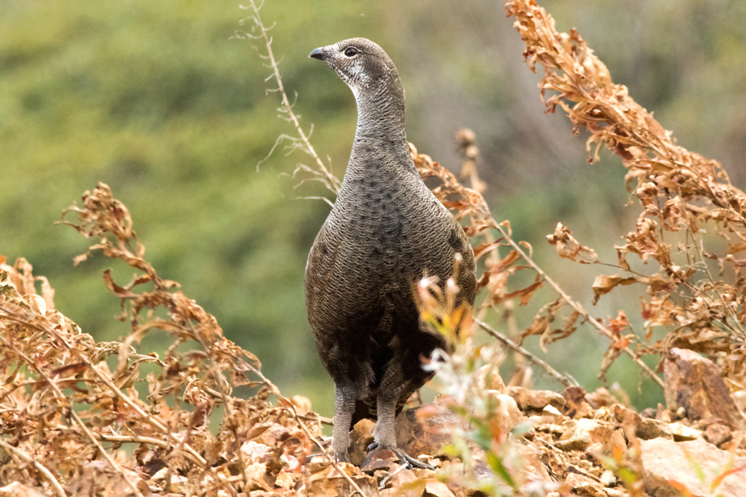 Caucasian Grouse