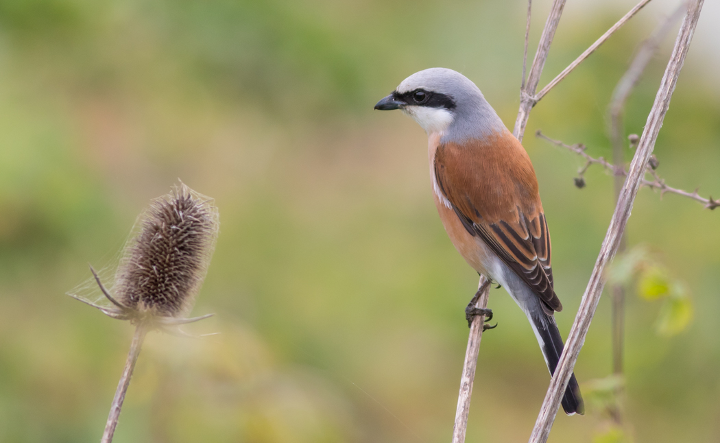 Red-backed Shrike