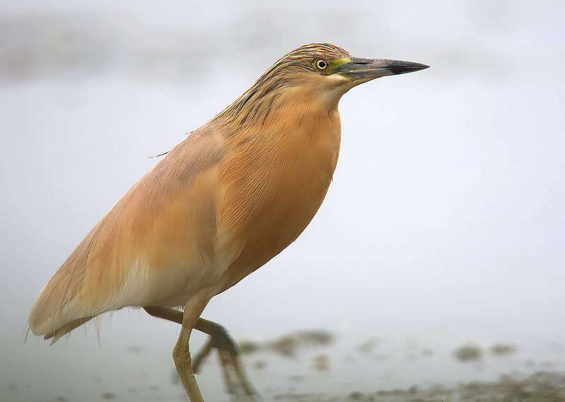 Squacco Heron
