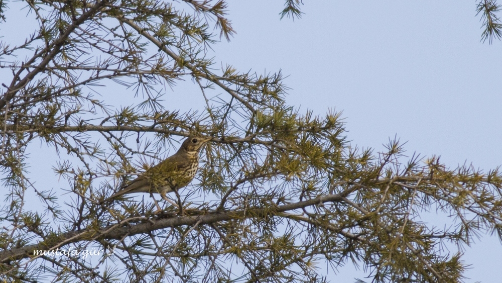 Song Thrush