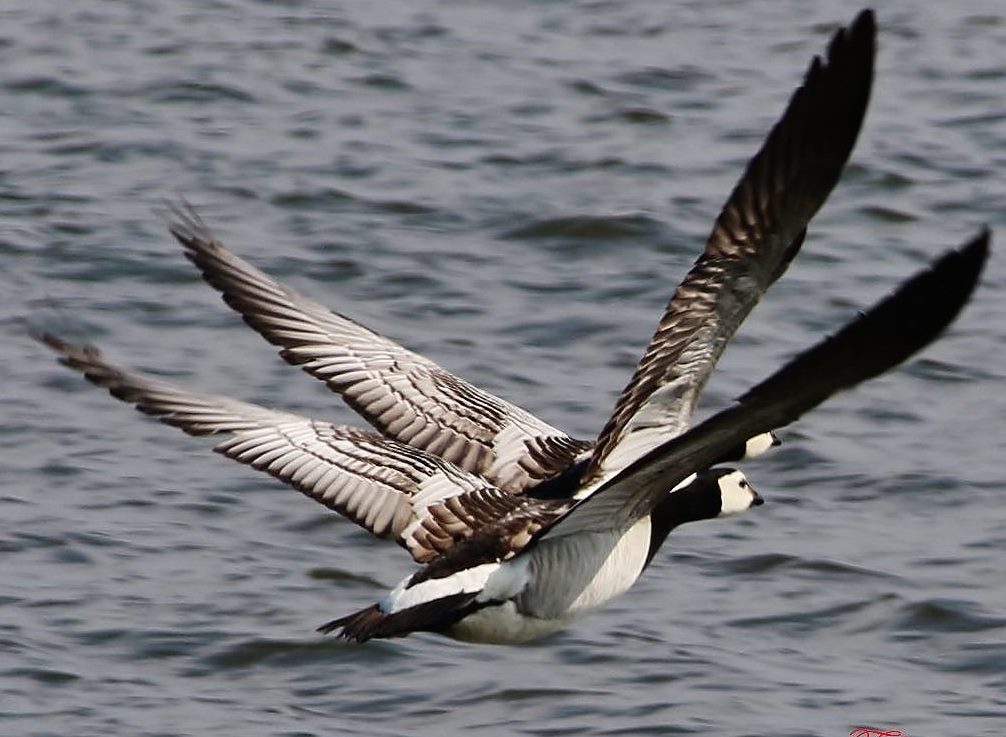 Barnacle Goose