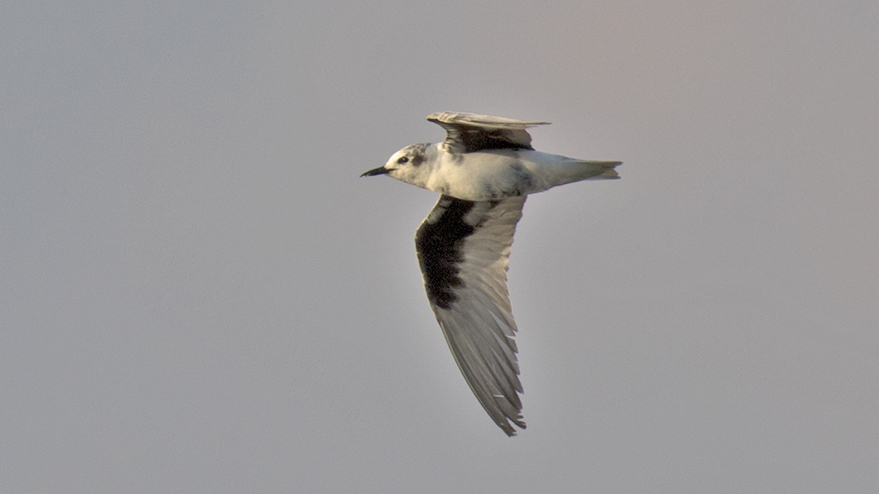 White-winged Tern
