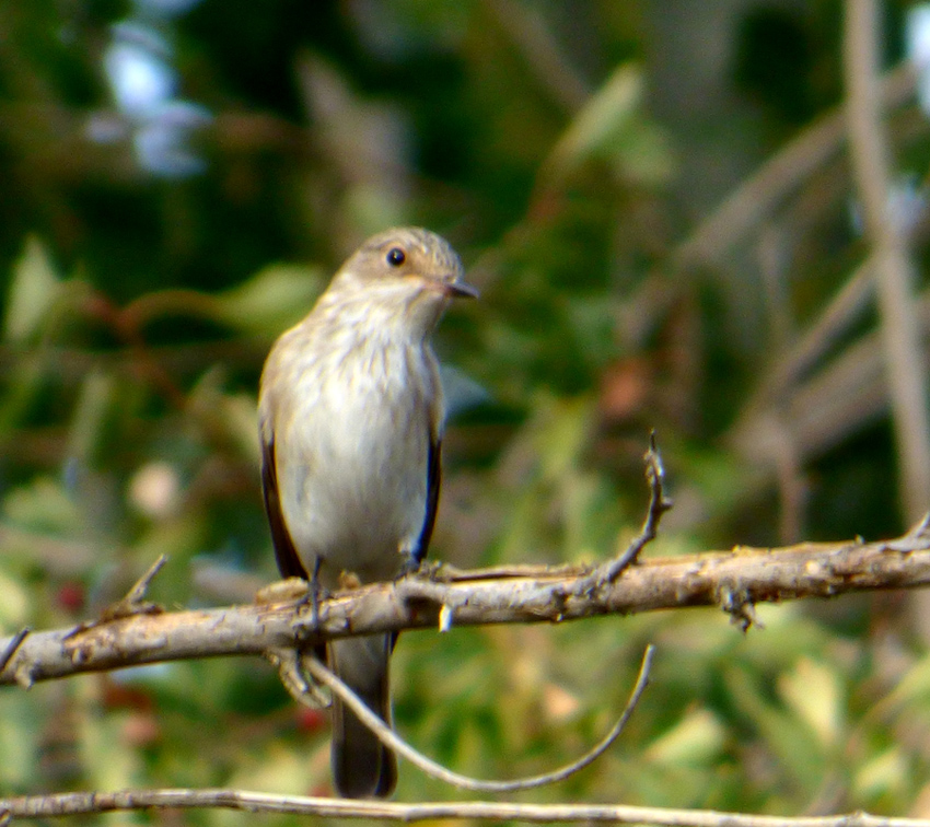 Spotted Flycatcher