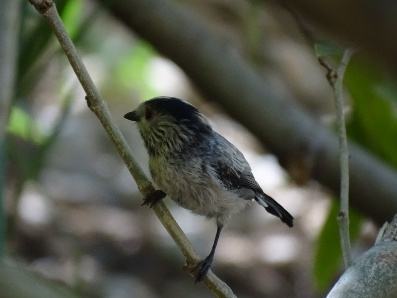 Long-tailed Tit