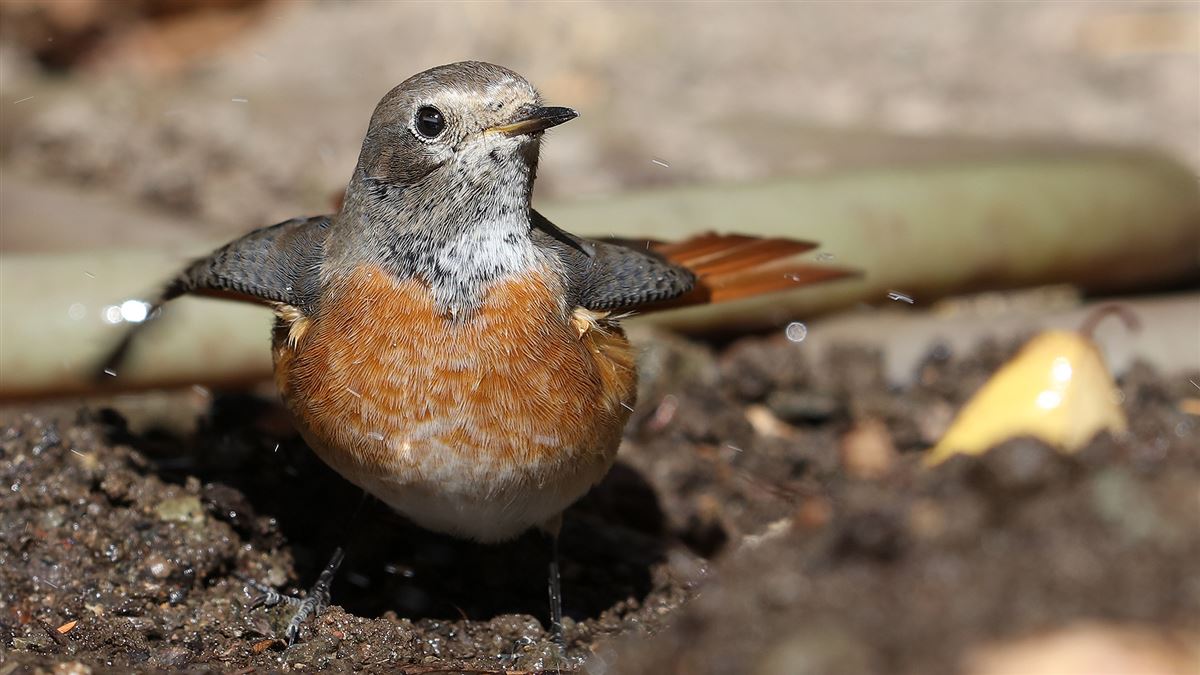 Common Redstart