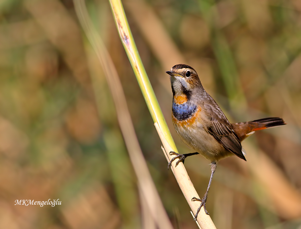 Bluethroat