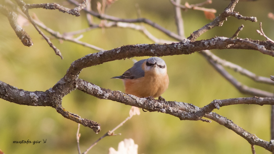 Eurasian Nuthatch
