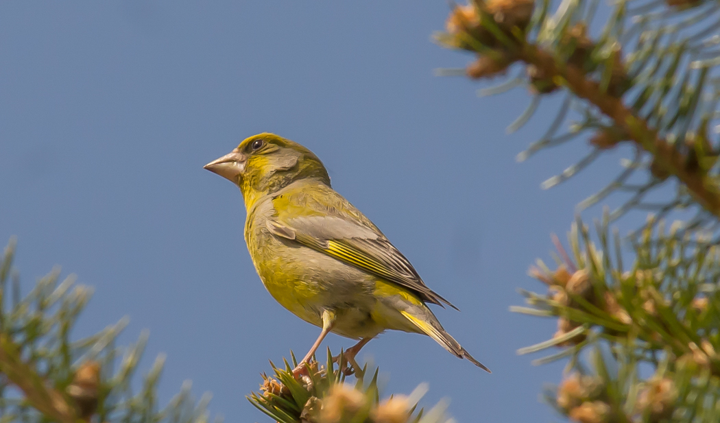 European Greenfinch